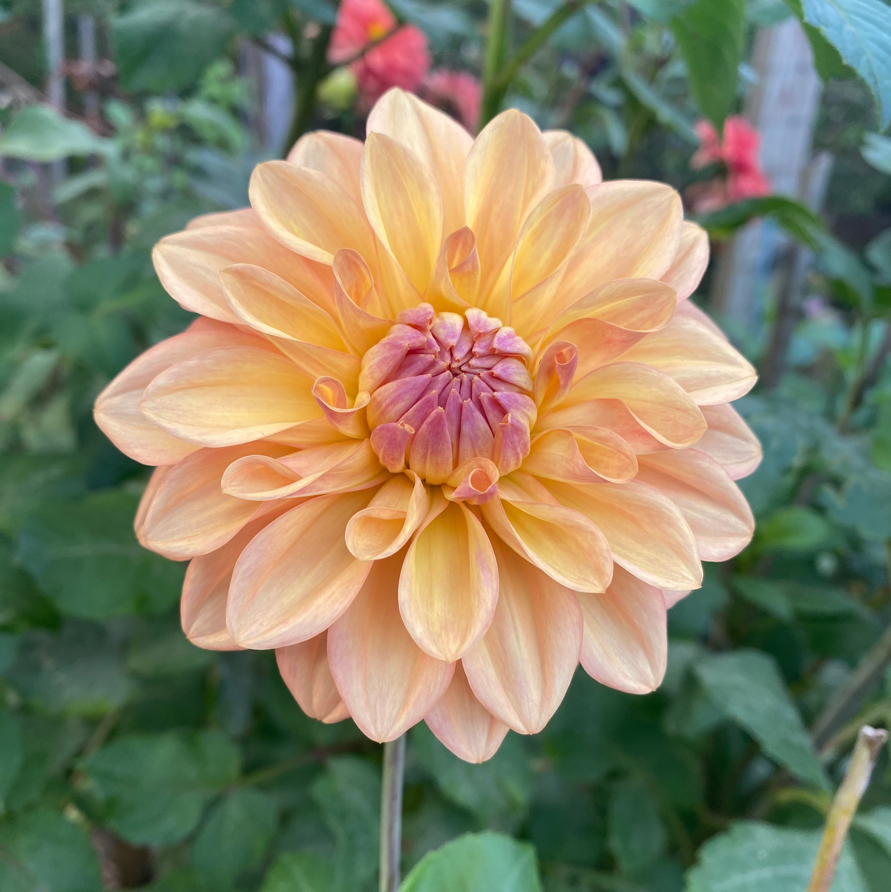 ブルーブッシュ　/畑2 Browse Plants | BloomHub Marketplace