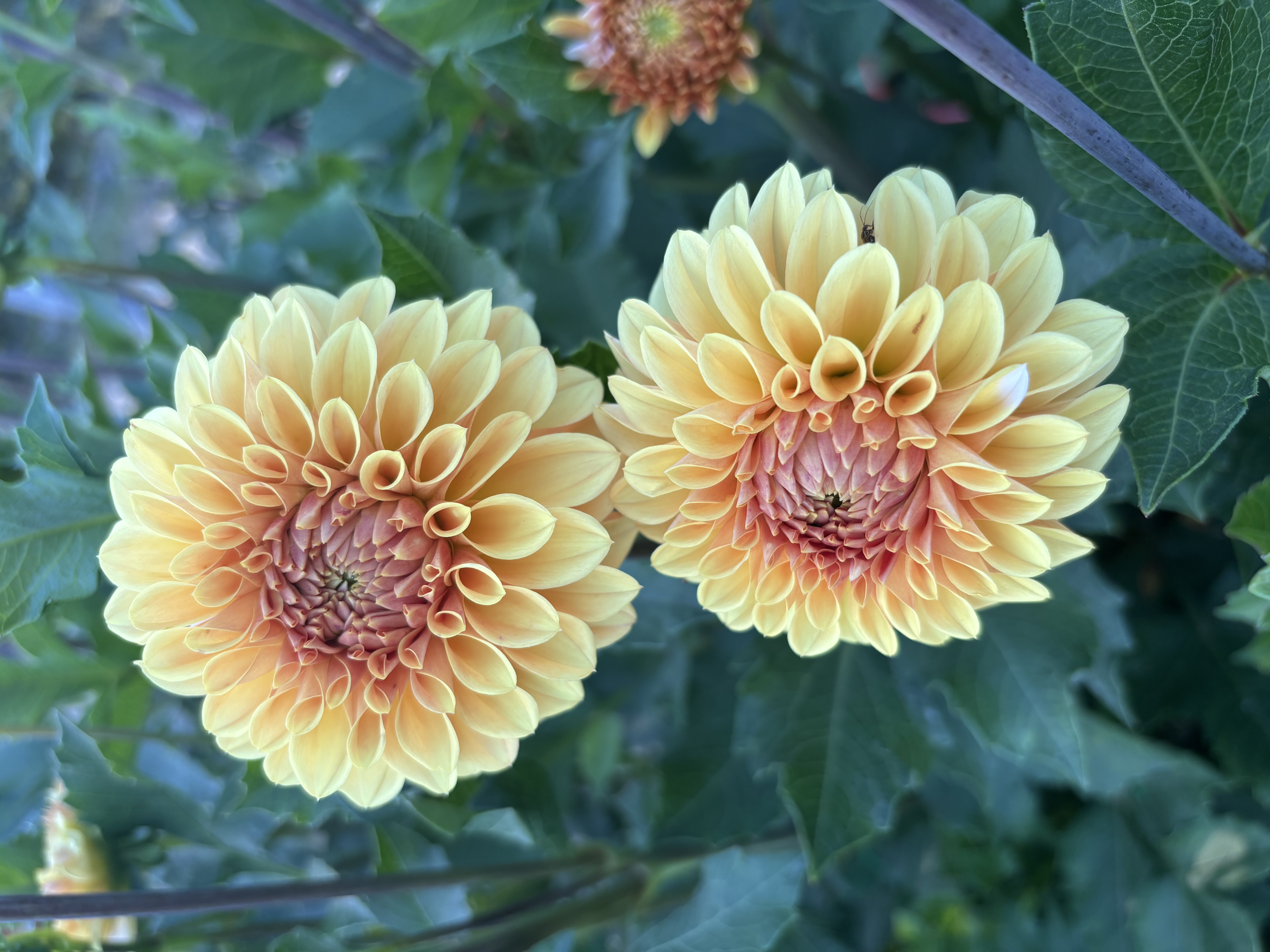 Browse Plants | BloomHub Marketplace