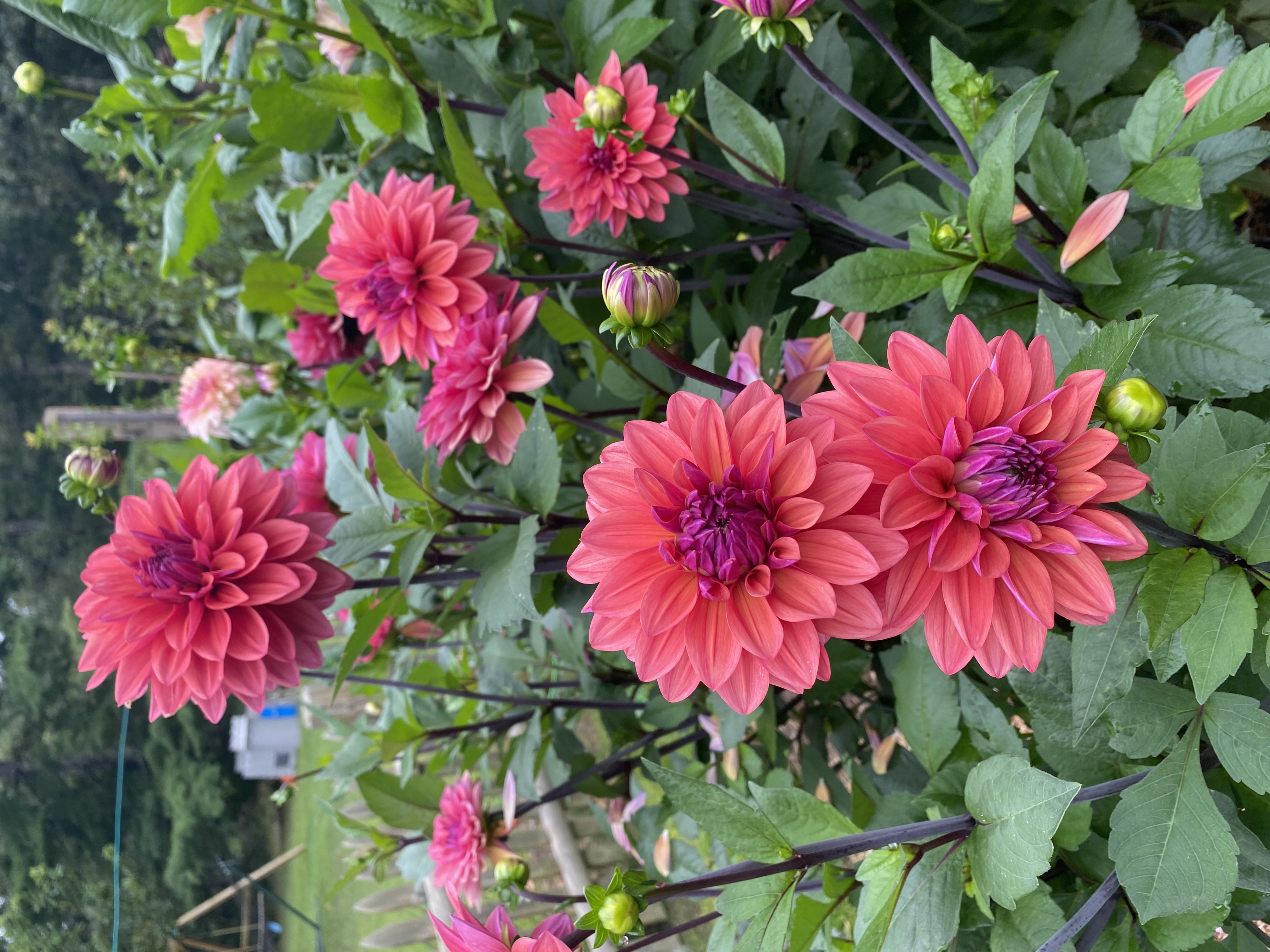 Browse Plants | BloomHub Marketplace